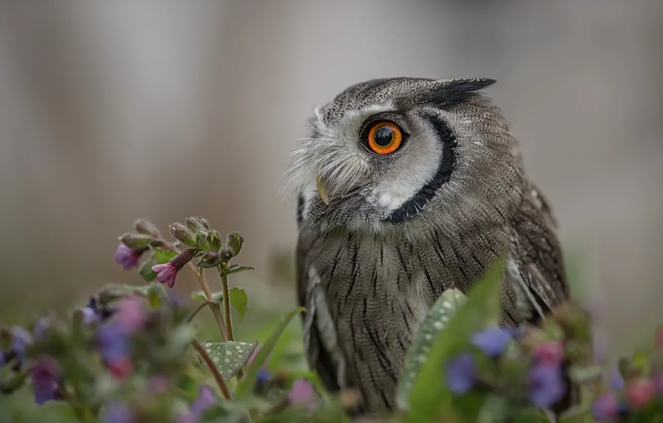 Photo wallpaper flowers, background, owl, bird, The little owl
