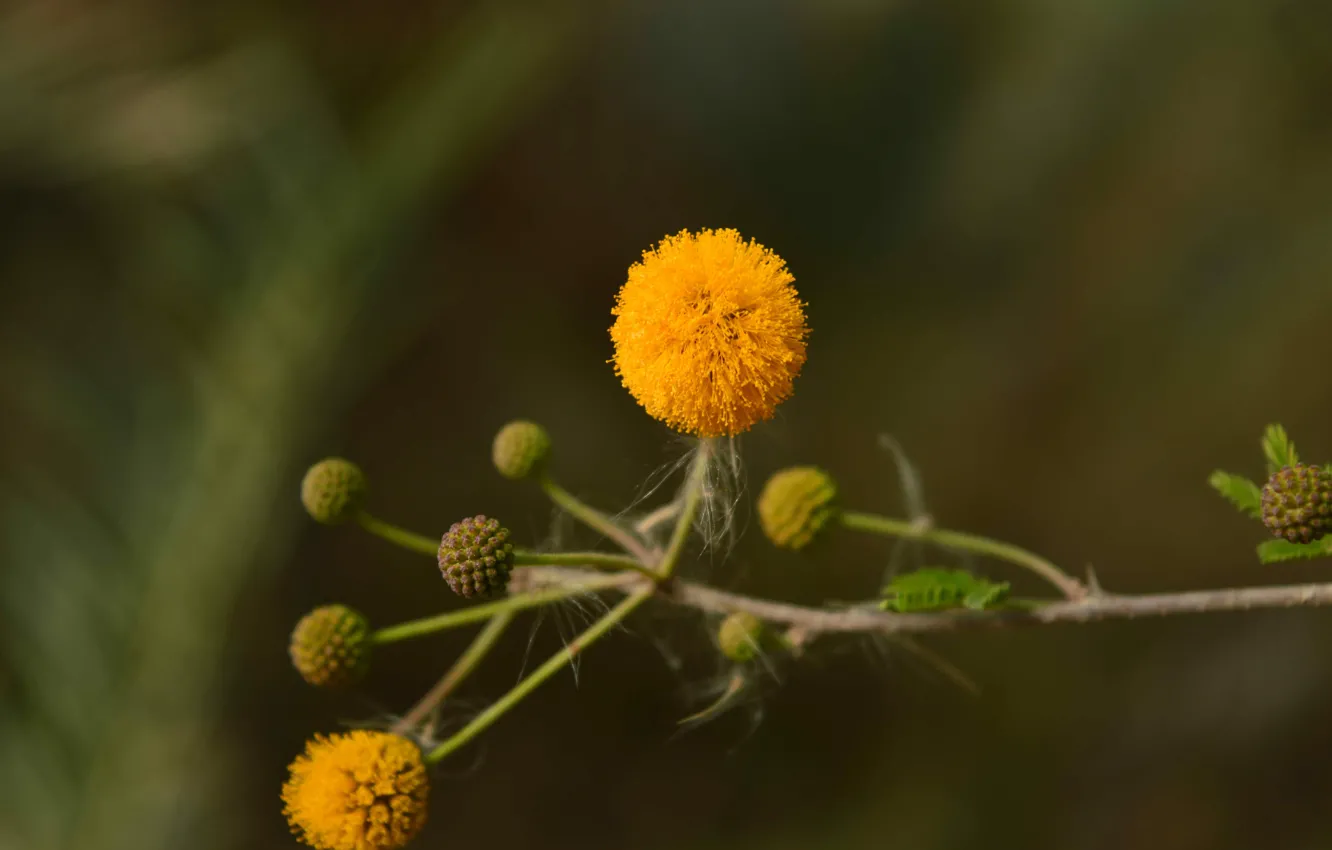 Photo wallpaper Flower, Yellow, Small