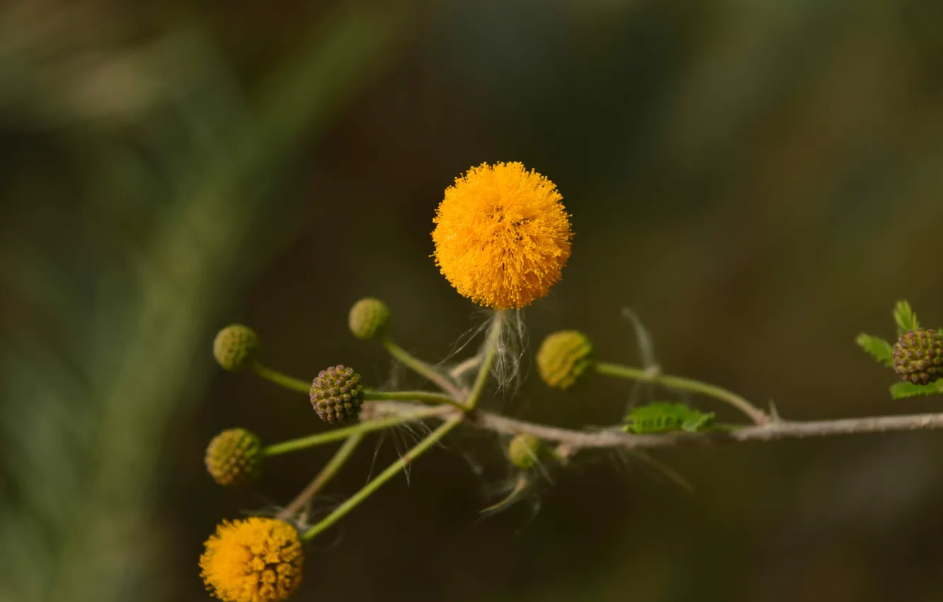 Photo wallpaper flower, yellow, small