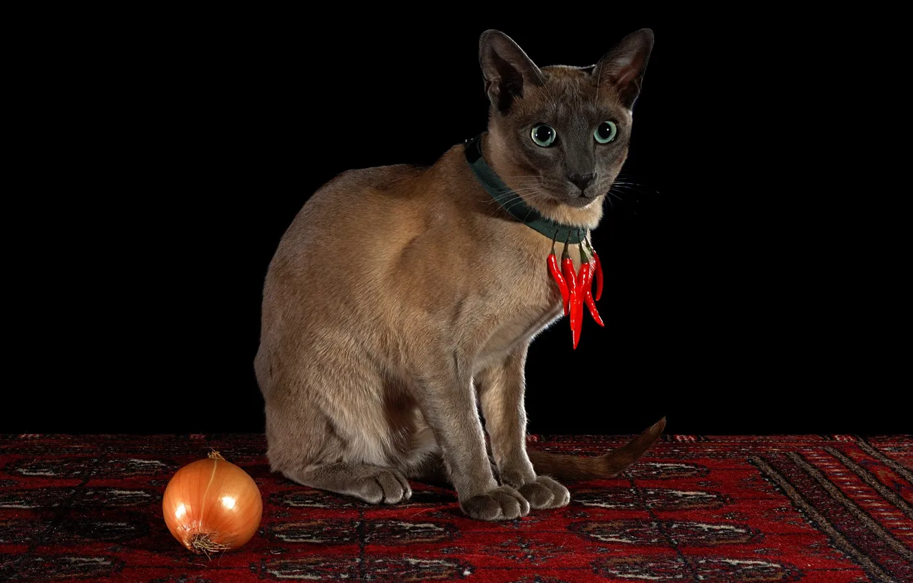 Photo wallpaper cat, look, red, pose, carpet, necklace, pepper, black background