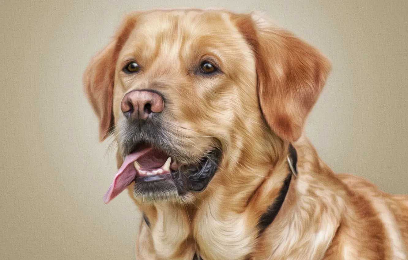 Photo wallpaper language, face, background, photoshop, portrait, dog, texture, Labrador