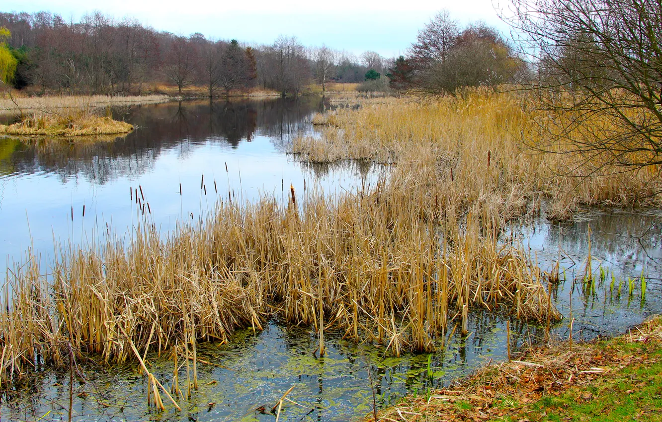 Photo wallpaper water, park, lake, pond