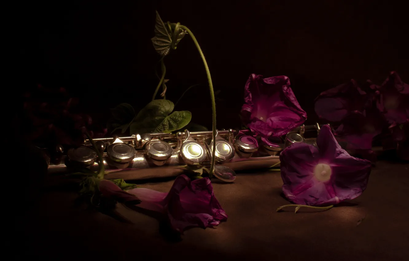 Photo wallpaper flowers, the dark background, pipe, still life, wind instrument
