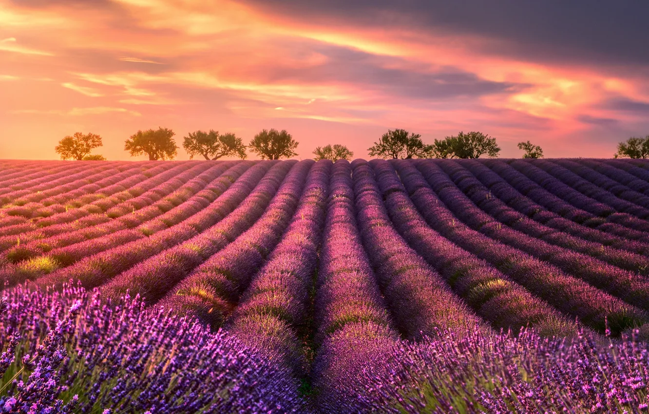 Photo wallpaper summer, the sky, clouds, light, trees, field, lavender