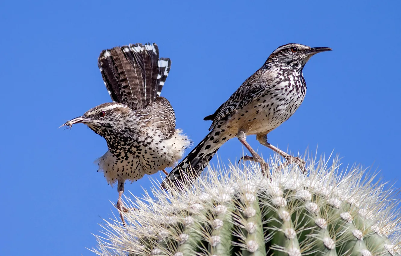 Photo wallpaper birds, beak, cactus, tail, ordinary cactus Wren