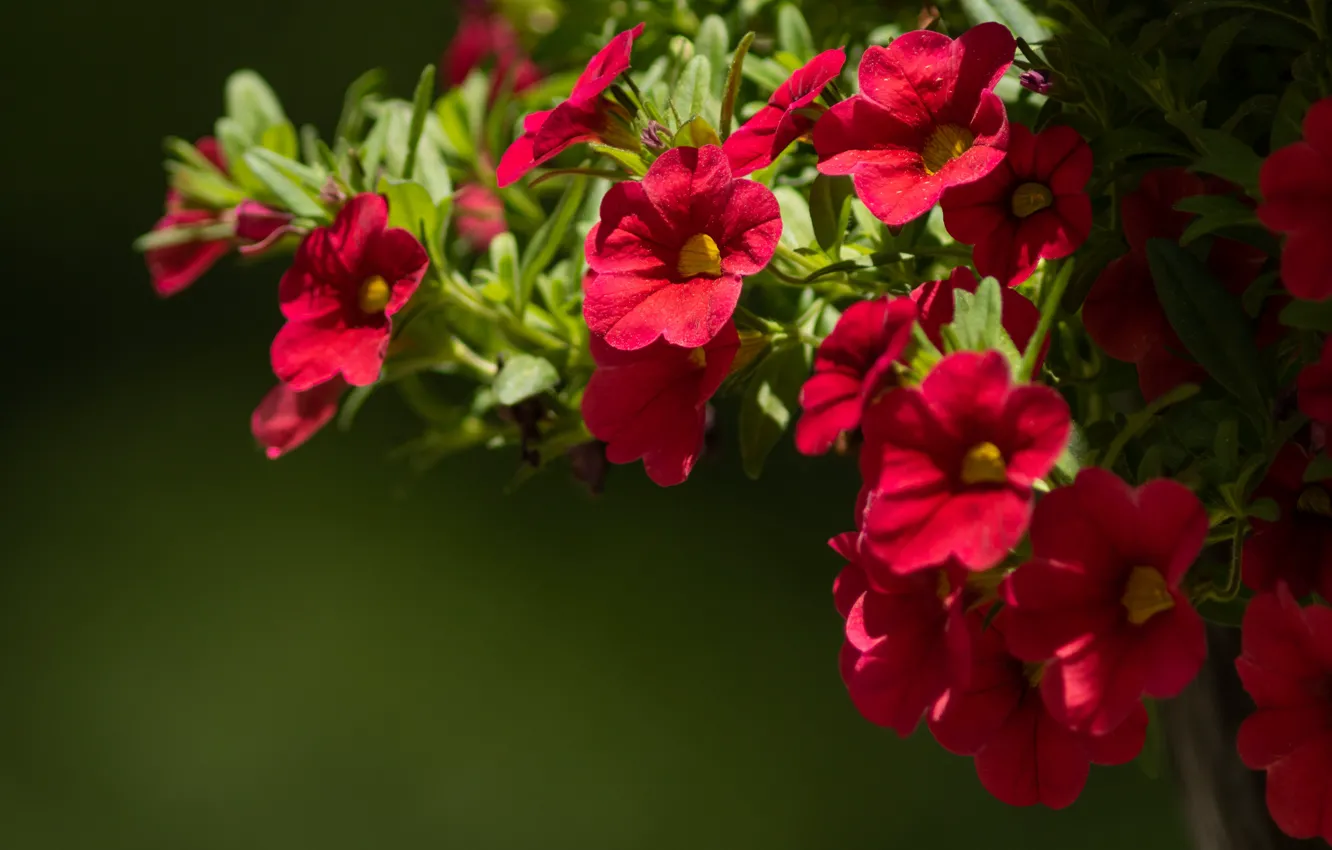 Photo wallpaper macro, background, Petunia