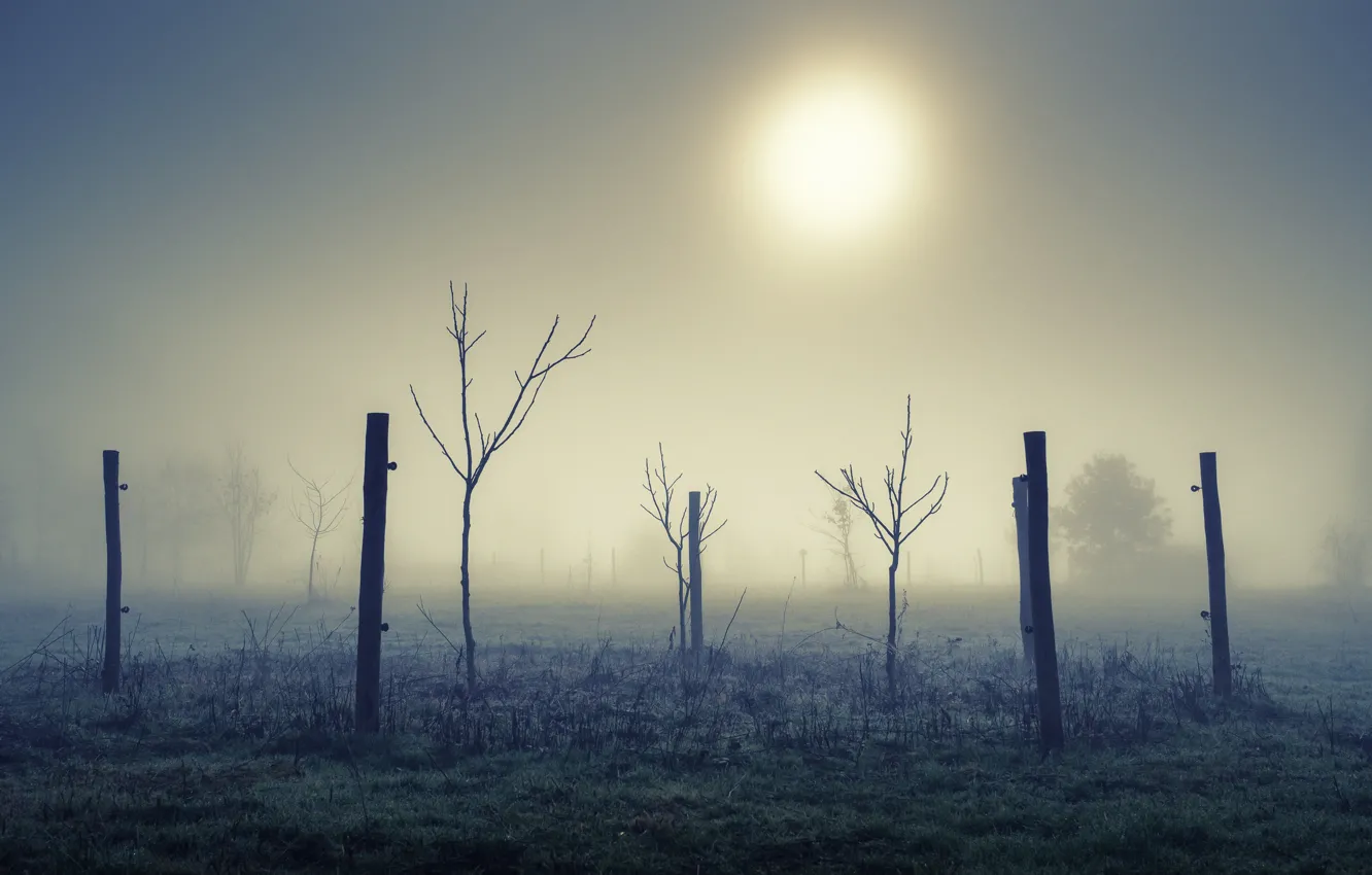 Photo wallpaper field, fog, morning