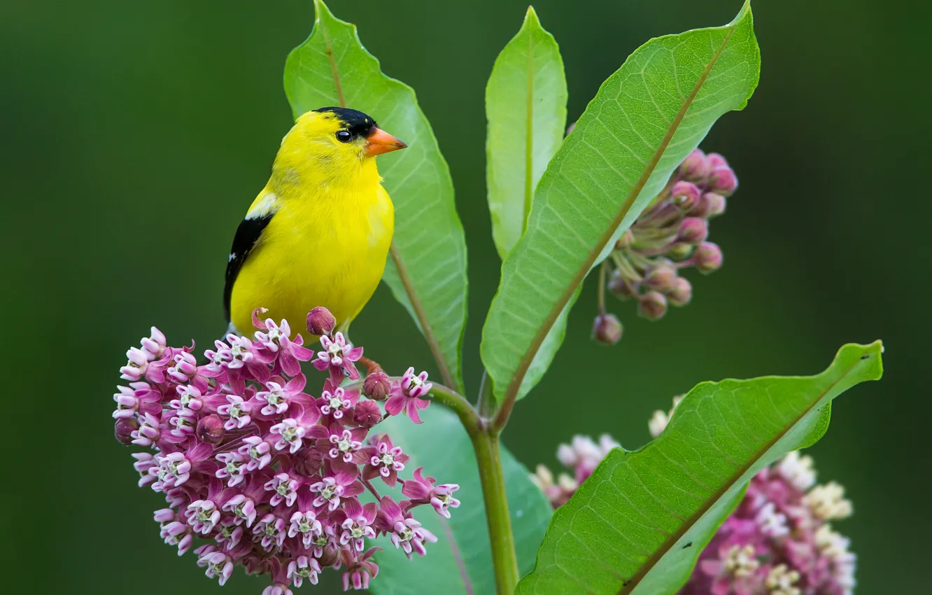Photo wallpaper flowers, bright, bird, goldfinch