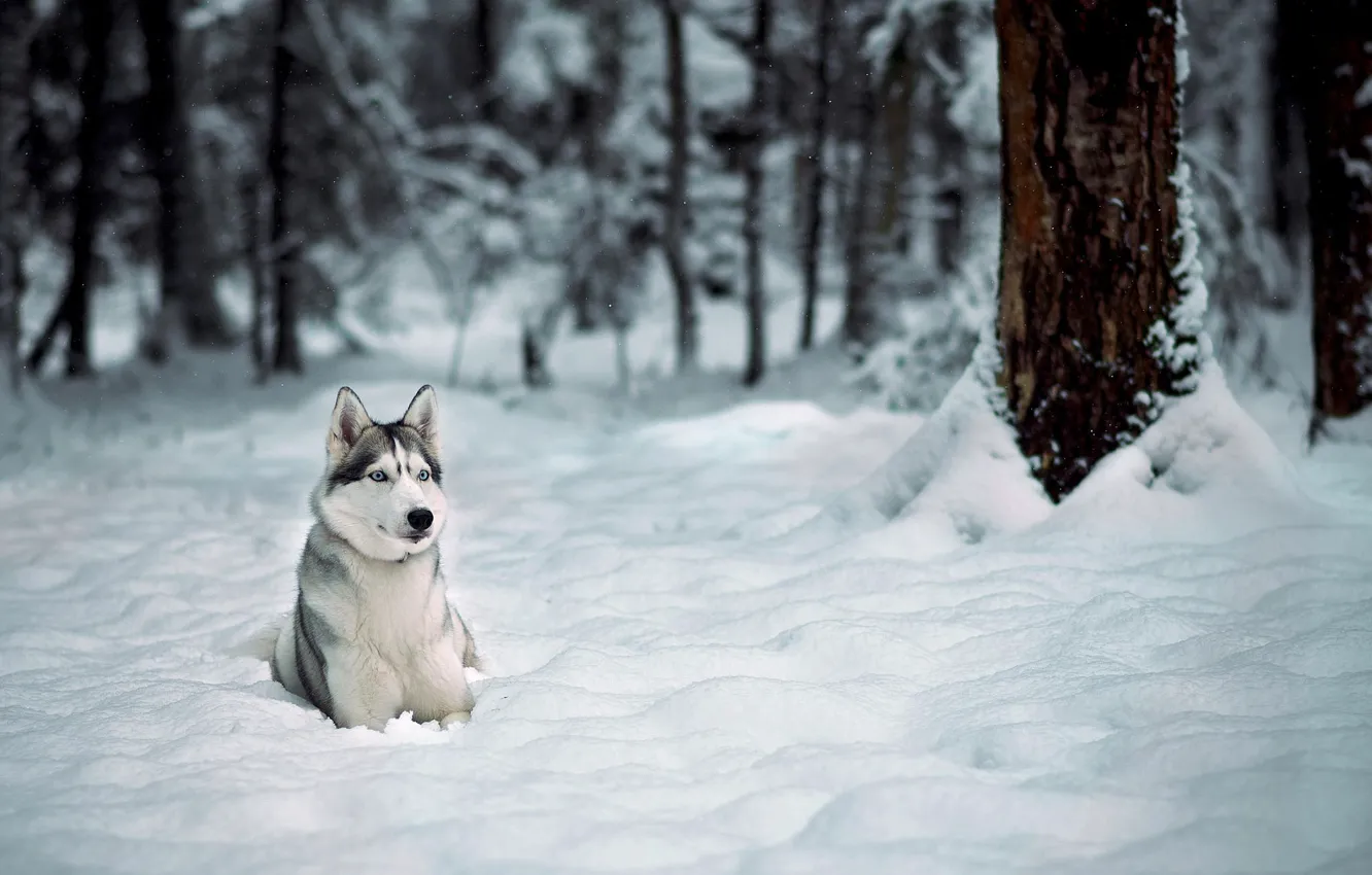 Photo wallpaper winter, forest, snow, trees, Dog, husky, Laika