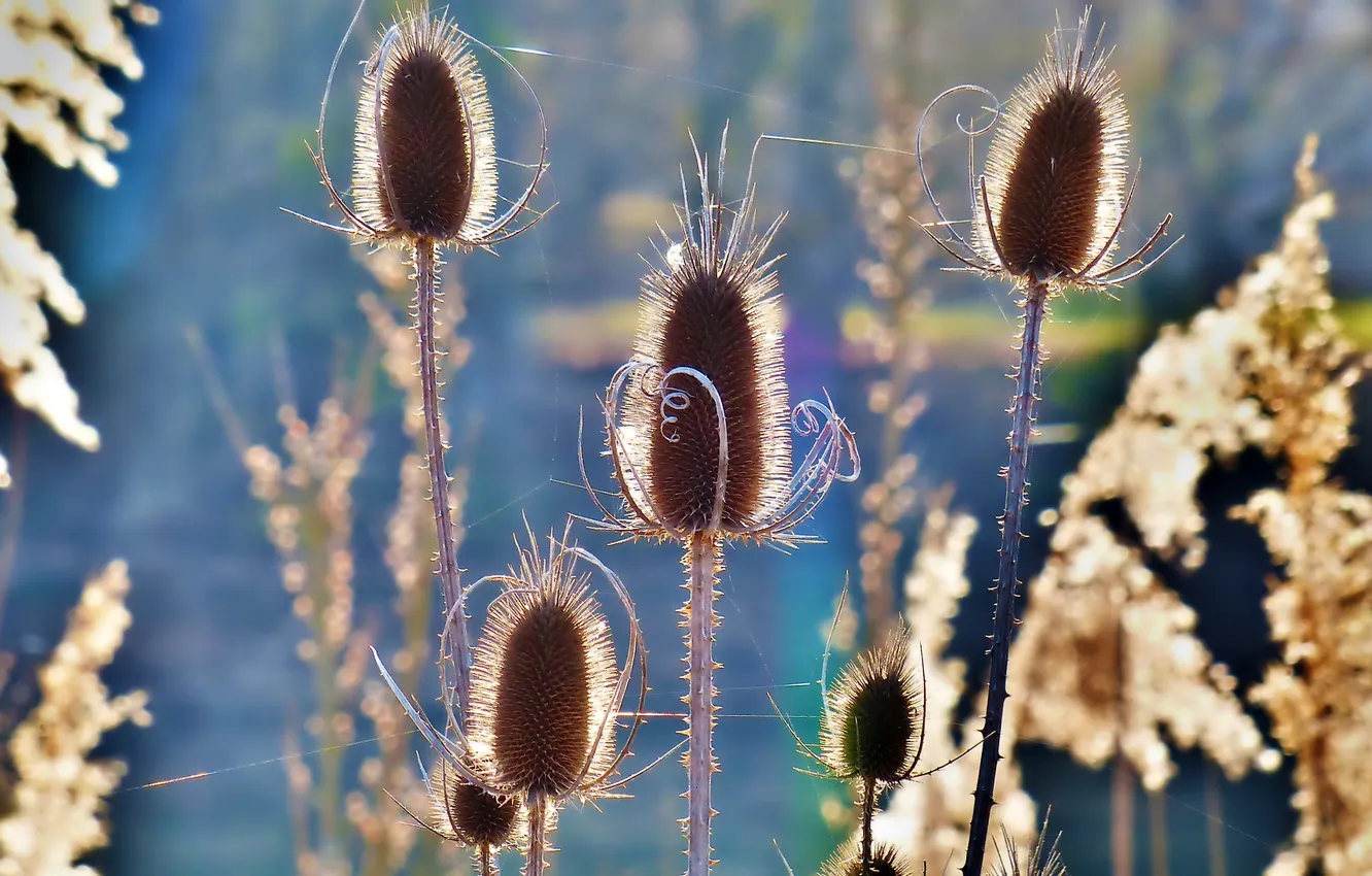 Photo wallpaper deadwood, dry grass, Thistle