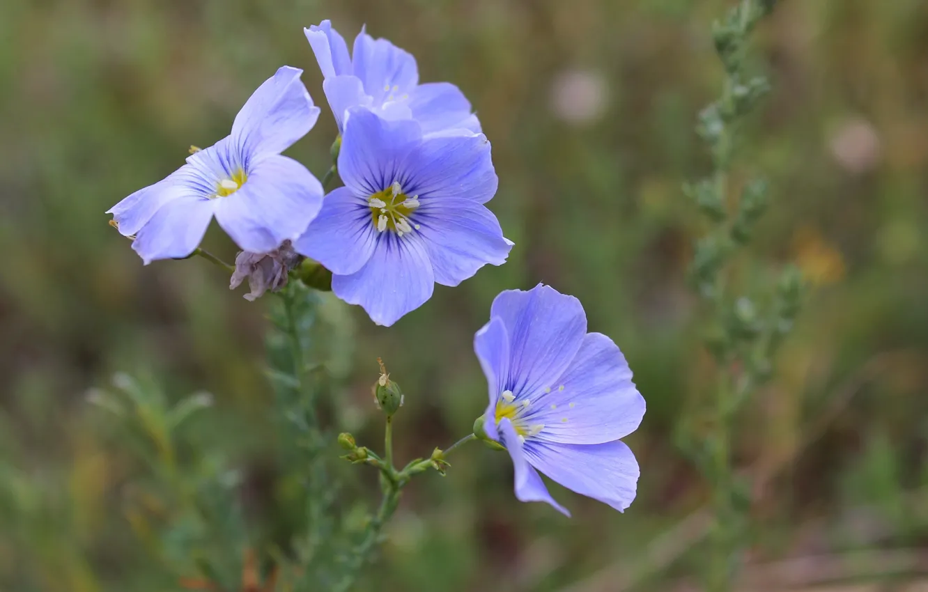 Photo wallpaper flowers, the steppe, blue