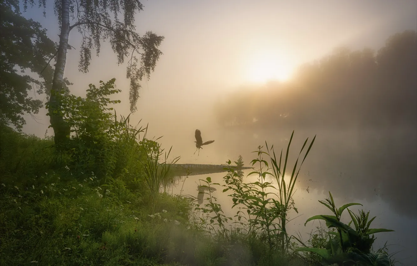 Photo wallpaper fog, bird, shore, morning, birch, pond