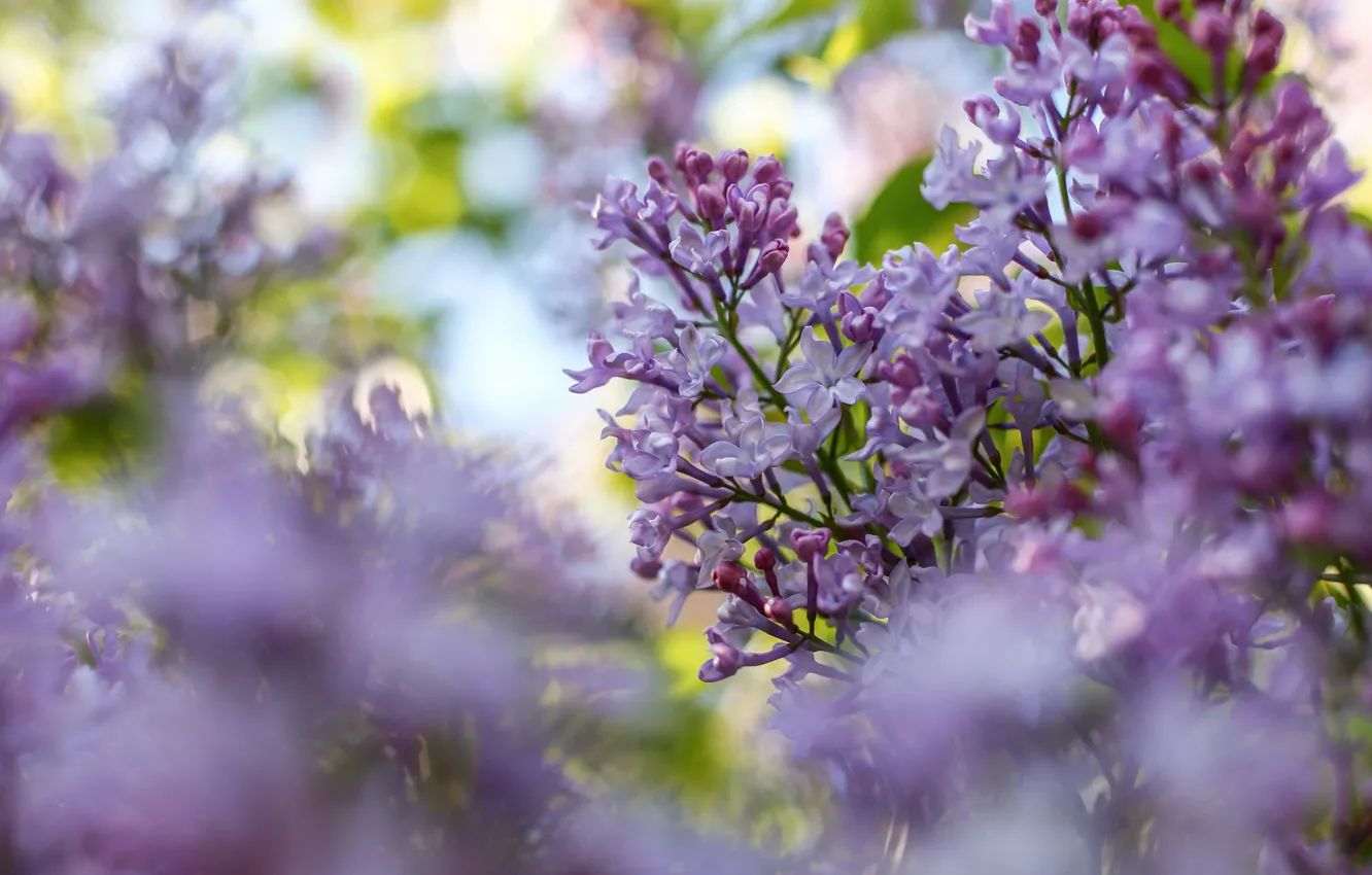 Photo wallpaper flowers, branches, color, spring, lilac