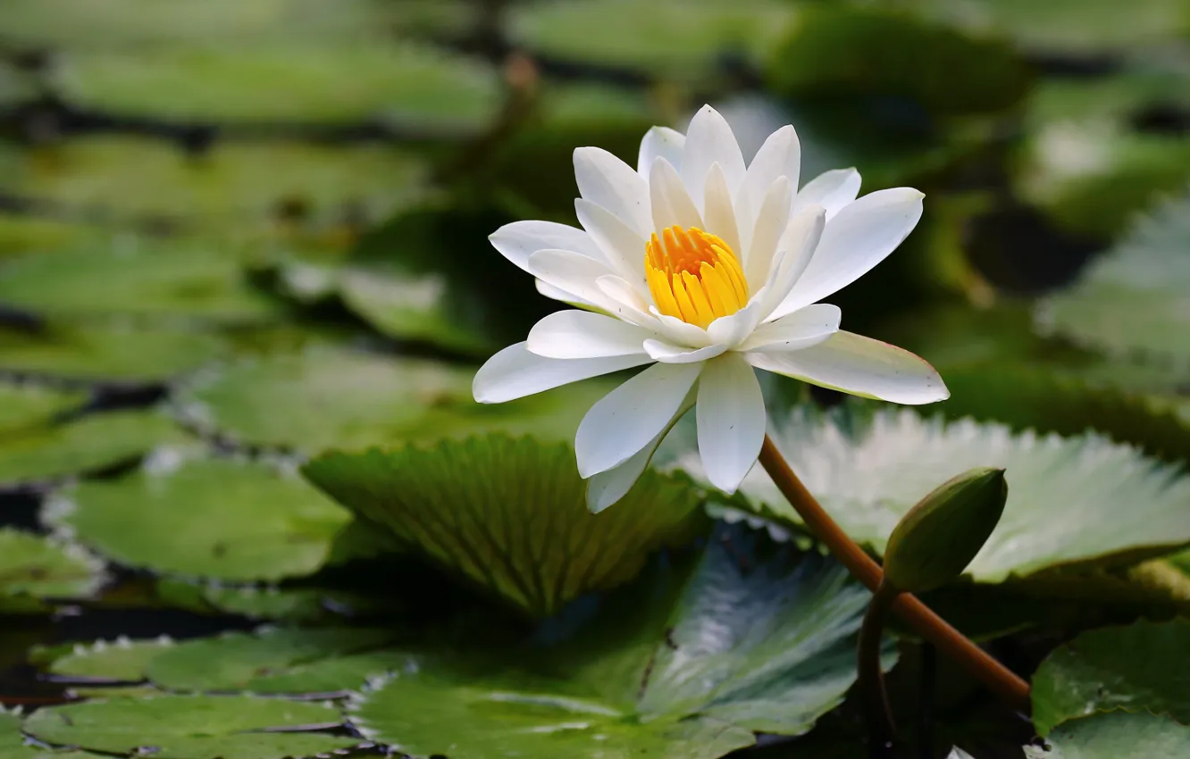 Photo wallpaper white, leaves, water Lily