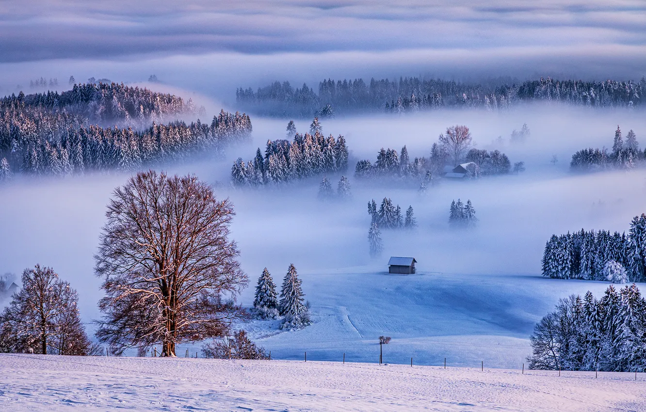Photo wallpaper winter, frost, field, forest, snow, trees, nature, fog