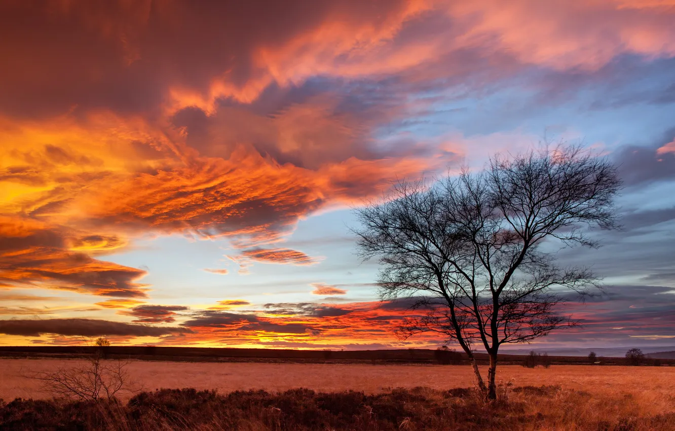 Photo wallpaper sunset, colours, tree, Peak District, Birch, Fiery, Beeley Moor, Beeley Fire