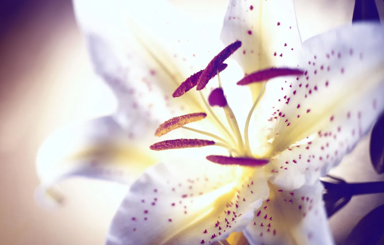 Photo wallpaper flower, macro, pollen, Lily, petals, stamens