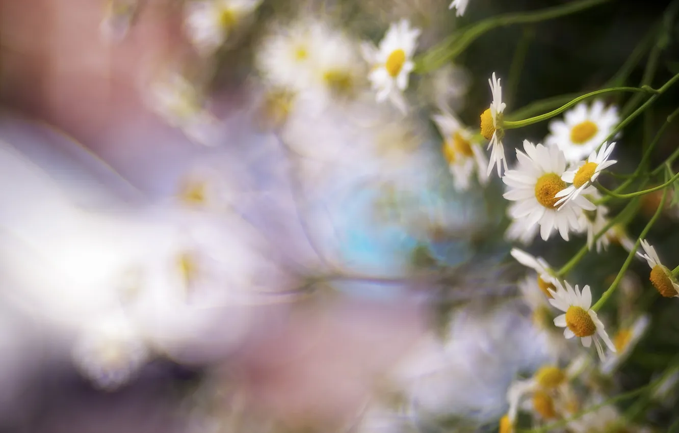 Photo wallpaper flowers, nature, chamomile