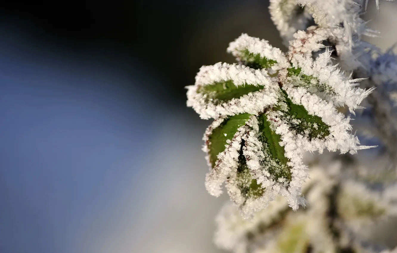 Photo wallpaper background, focus, frost, leaves.snow