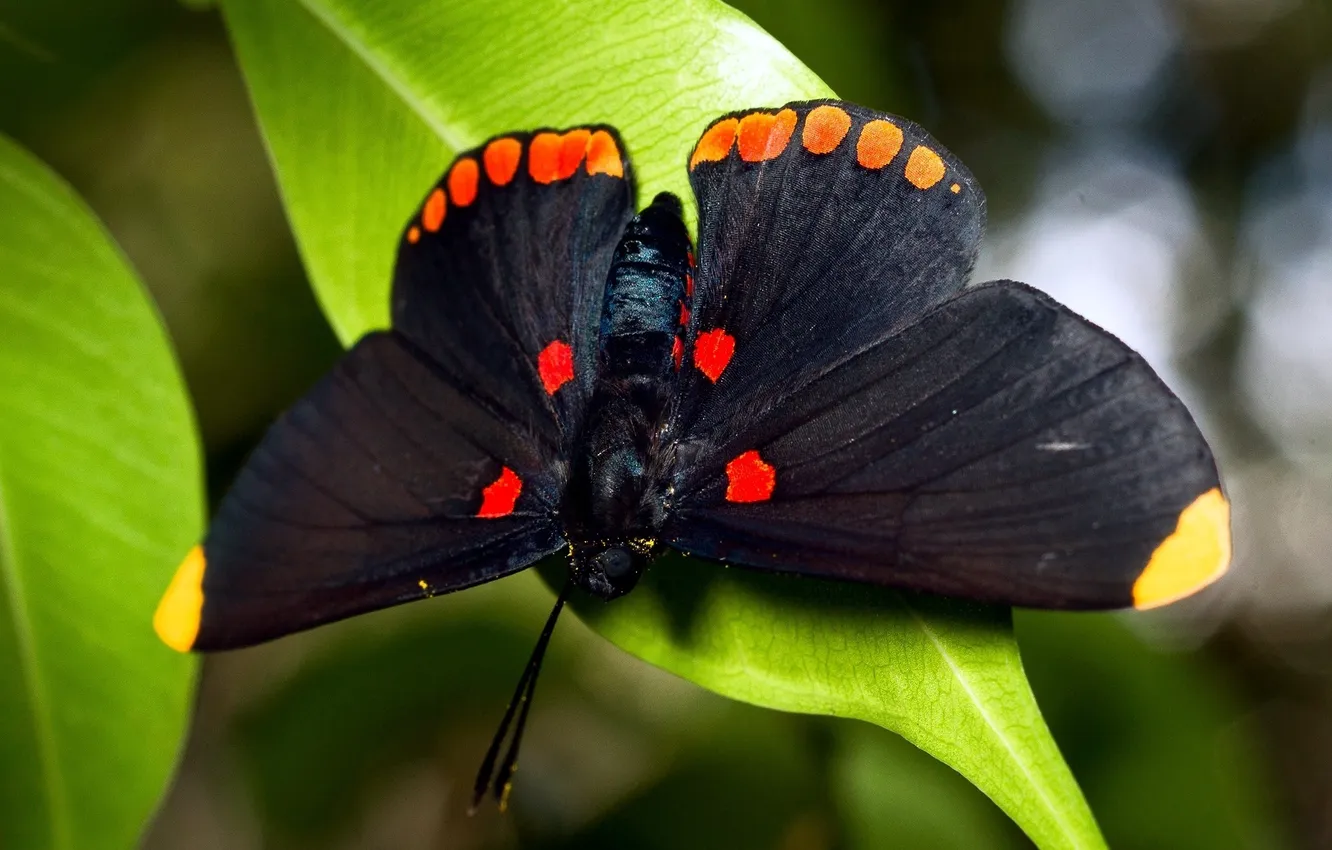 Photo wallpaper leaves, butterfly, insect, butterfly, insect