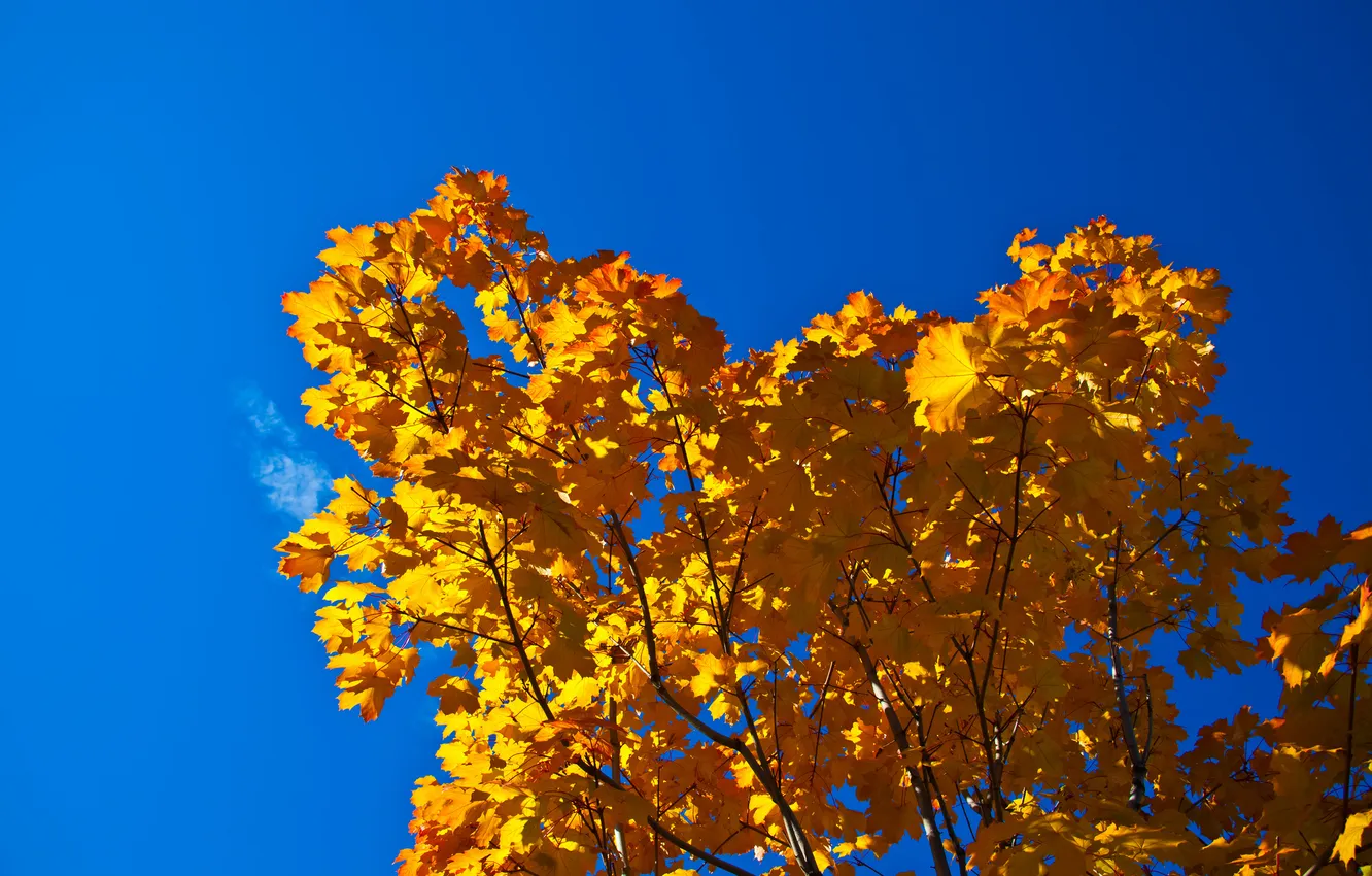 Photo wallpaper autumn, the sky, leaves, trees
