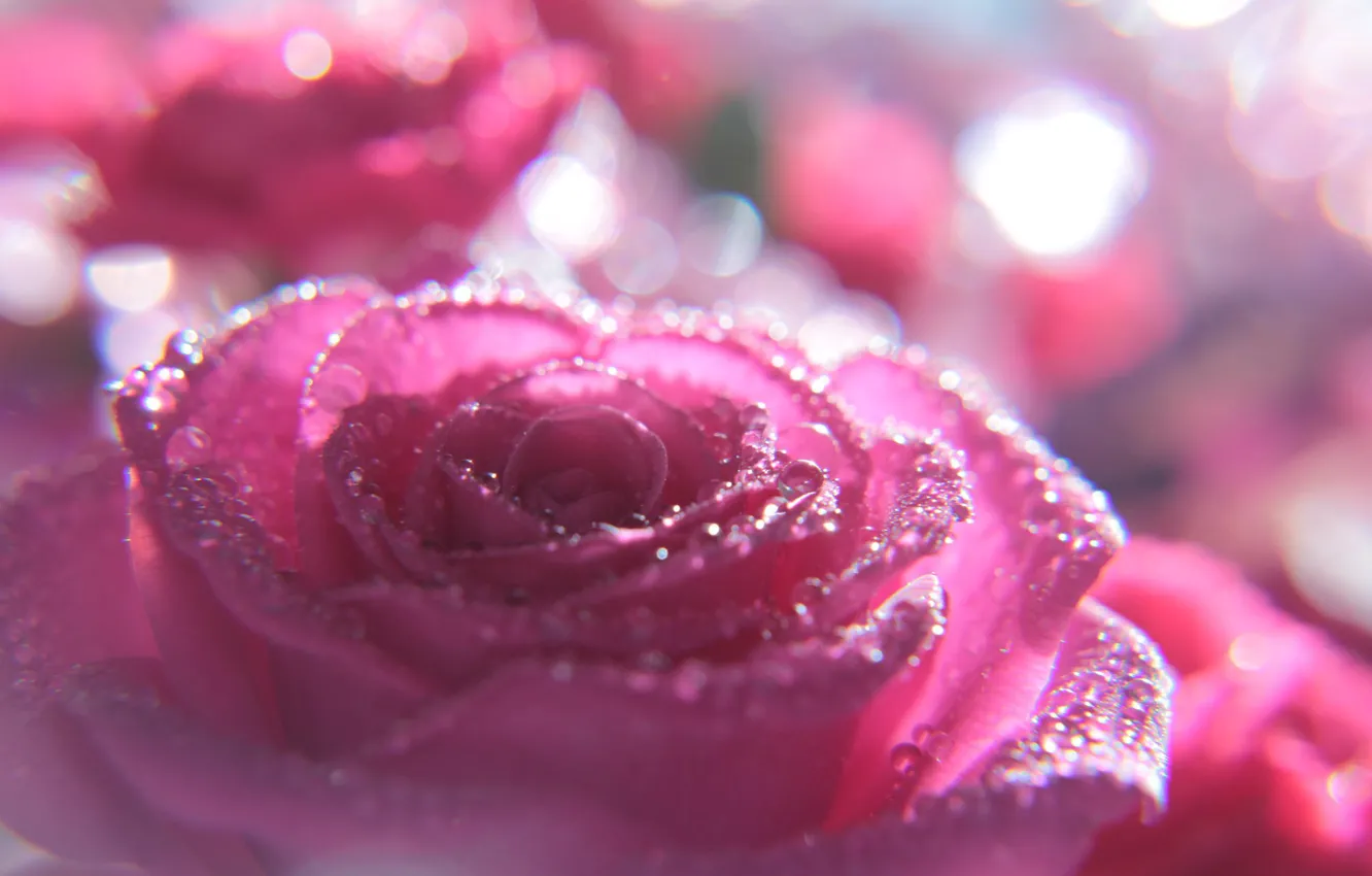 Photo wallpaper drops, macro, flowers, roses, pink