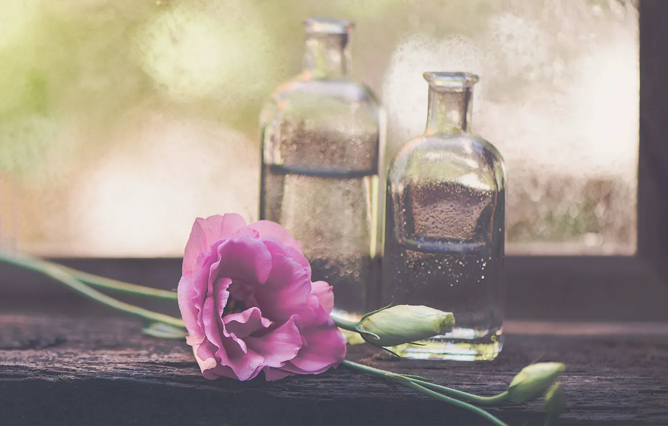 Photo wallpaper flowers, still life, bokeh