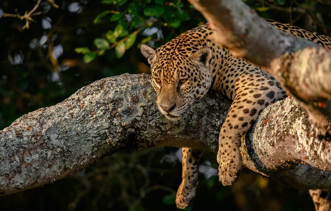 Photo wallpaper pose, tree, paws, lies, Jaguar
