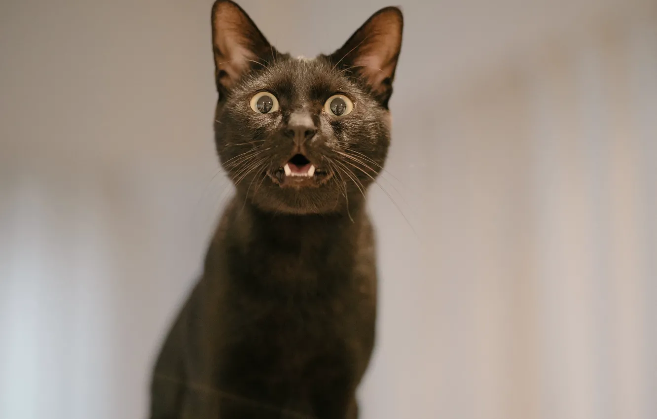 Photo wallpaper cat, background, cernua