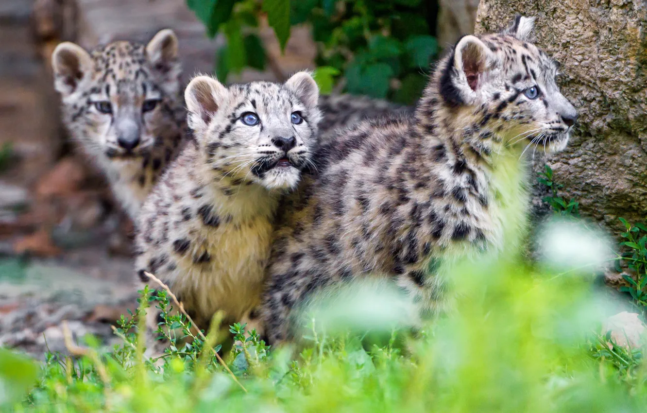 Photo wallpaper grass, cats, stone, kittens, snow leopard, walk, kids, wild cats
