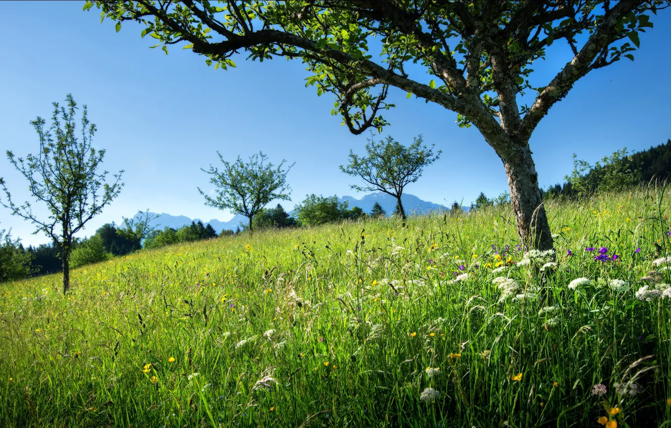 Photo wallpaper grass, trees, mountains, slope, meadow