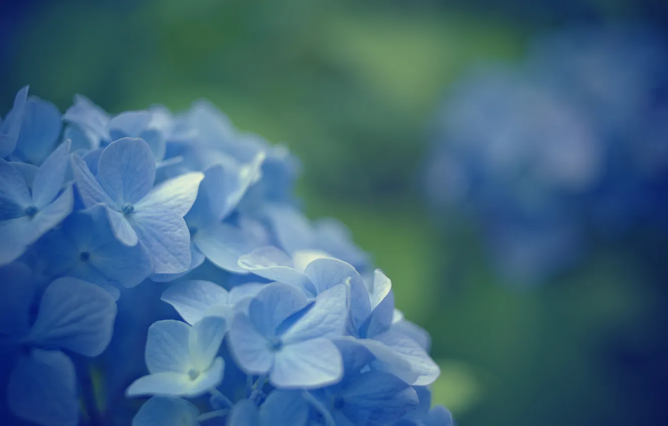 Photo wallpaper macro, flowers, background, blue, widescreen, Wallpaper, blur, wallpaper