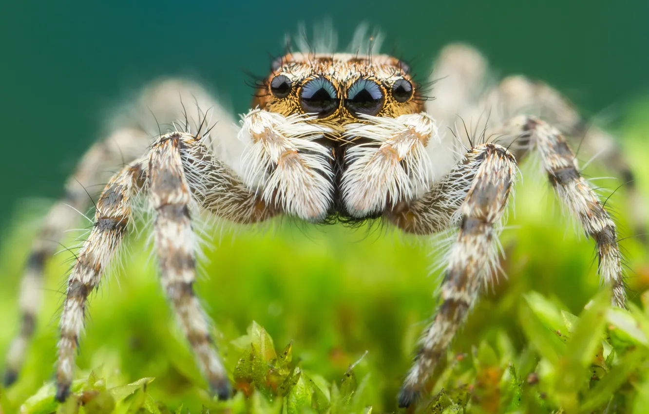 Photo wallpaper greens, look, macro, background, plants, light, spider, cute