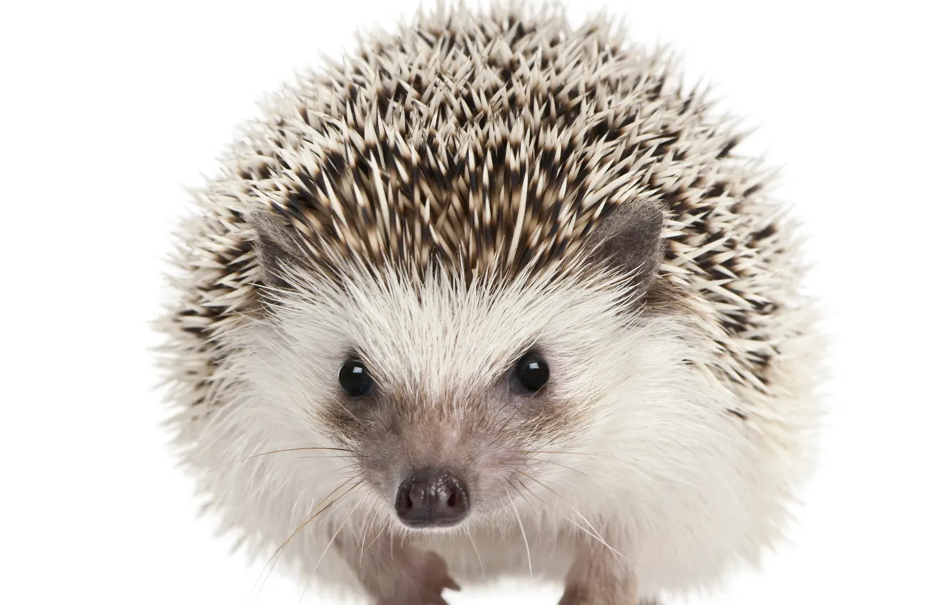 Photo wallpaper eyes, barb, muzzle, white background, hedgehog, mammals