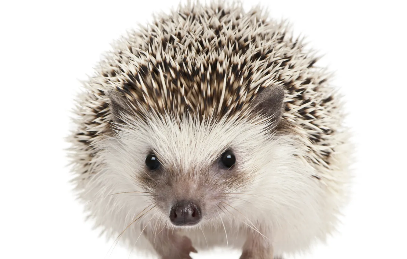 Photo wallpaper eyes, barb, muzzle, white background, hedgehog, mammal