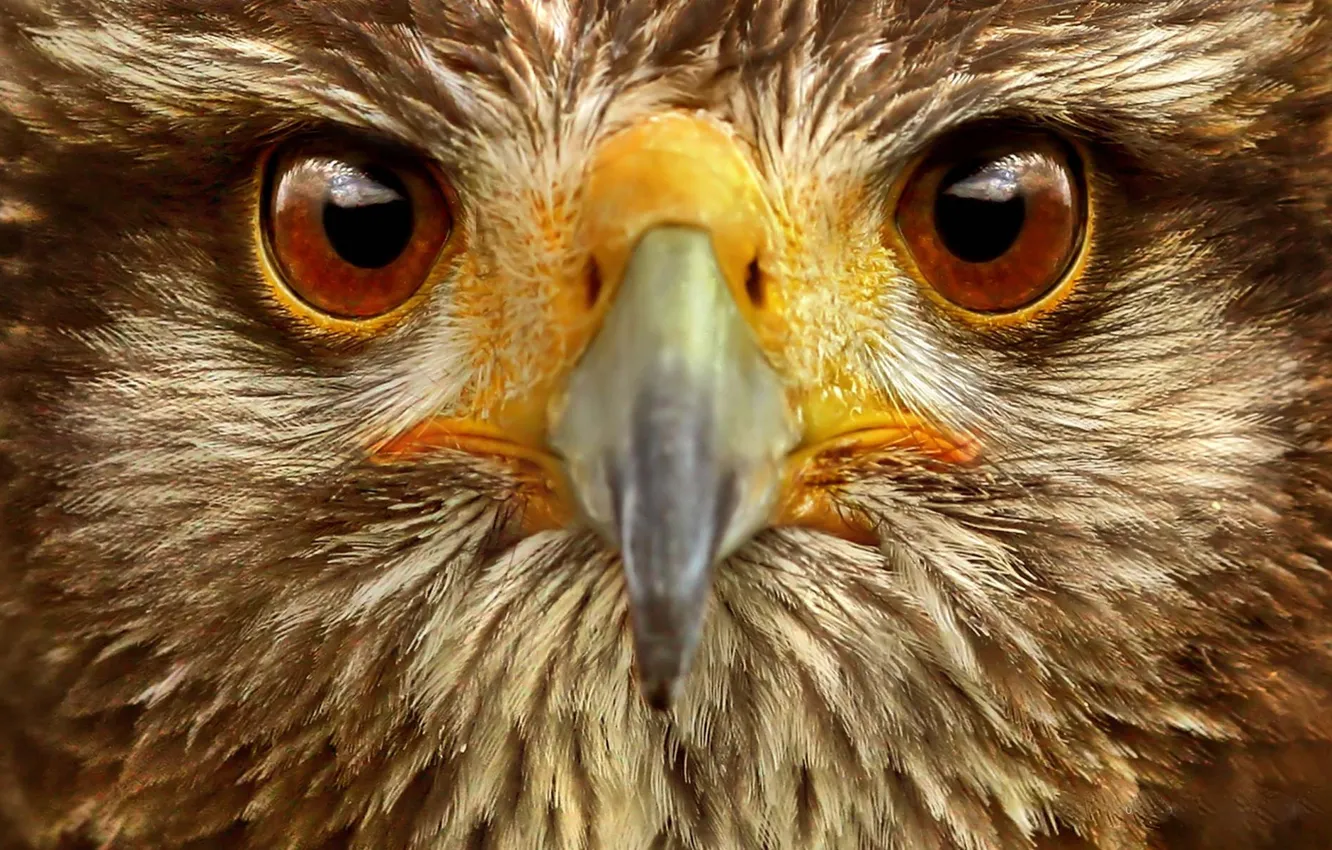 Photo wallpaper eyes, bird, eagle