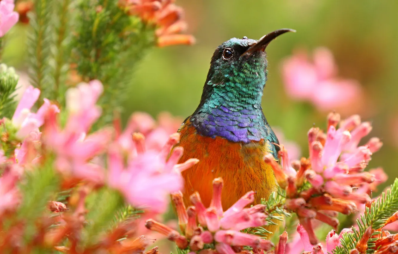 Photo wallpaper flowers, close-up, bird, Hummingbird
