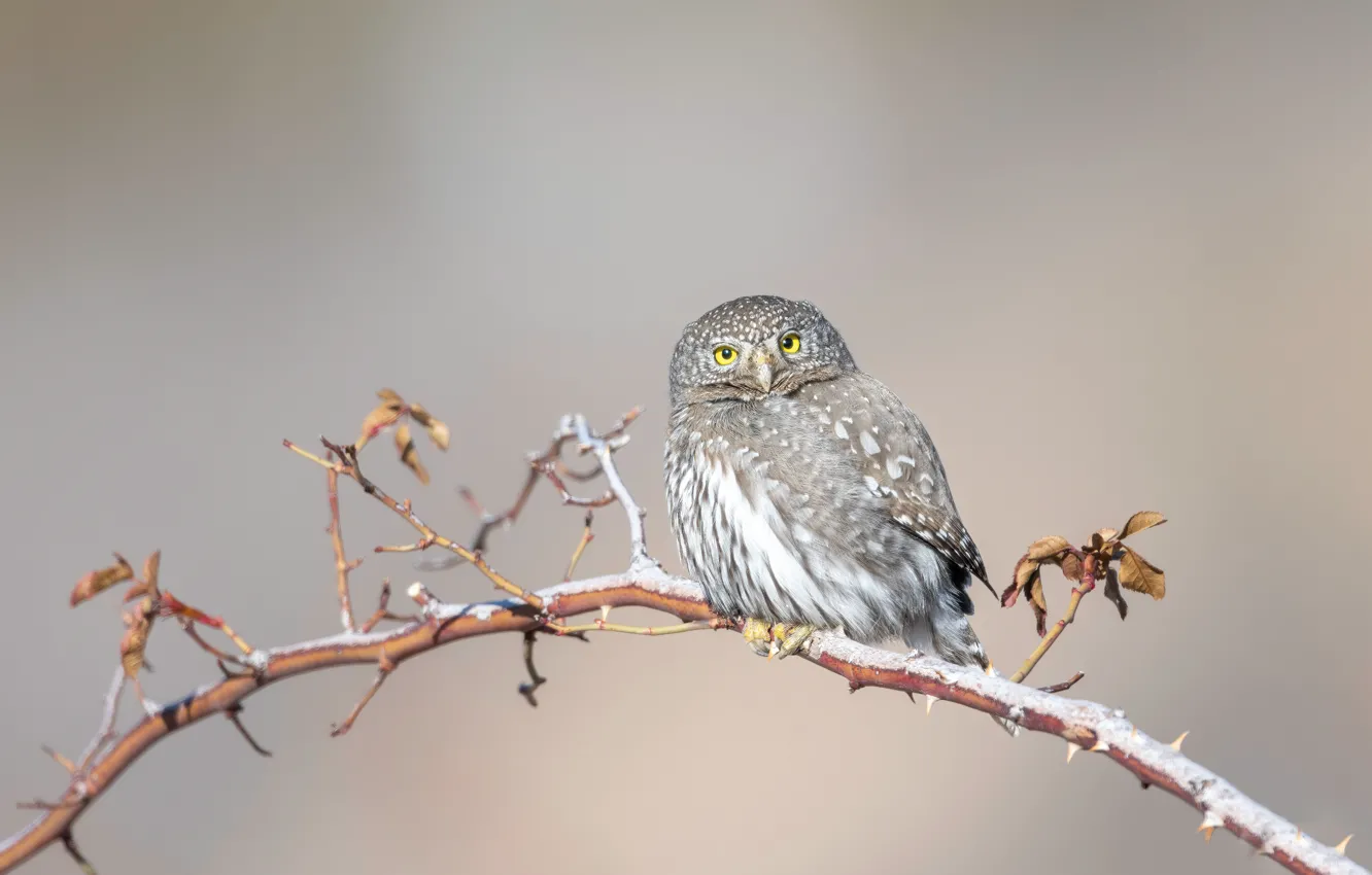 Photo wallpaper owl, bird, branch, owl