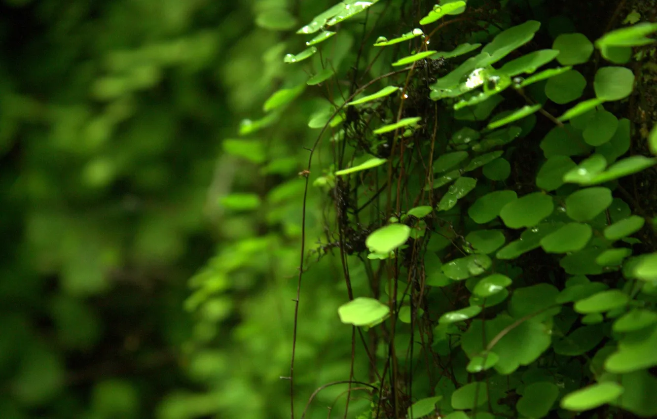 Photo wallpaper greens, macro, plant