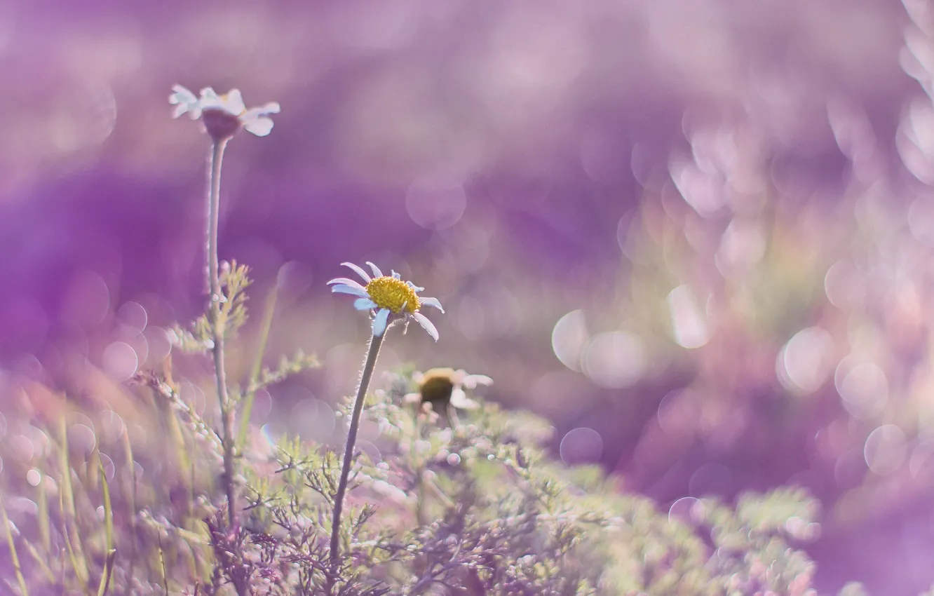 Photo wallpaper light, glare, chamomile, petals