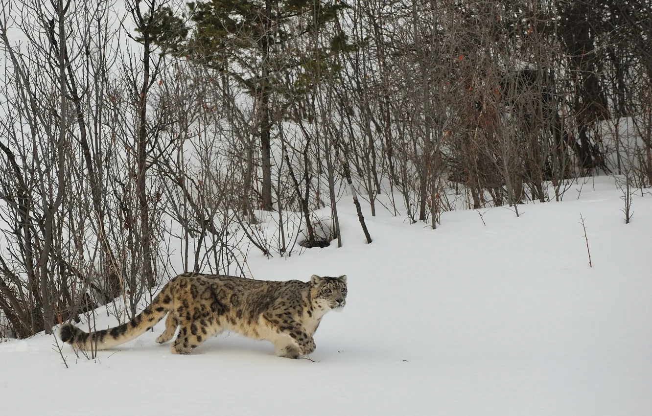 Photo wallpaper winter, cat, snow, nature, IRBIS, snow leopard