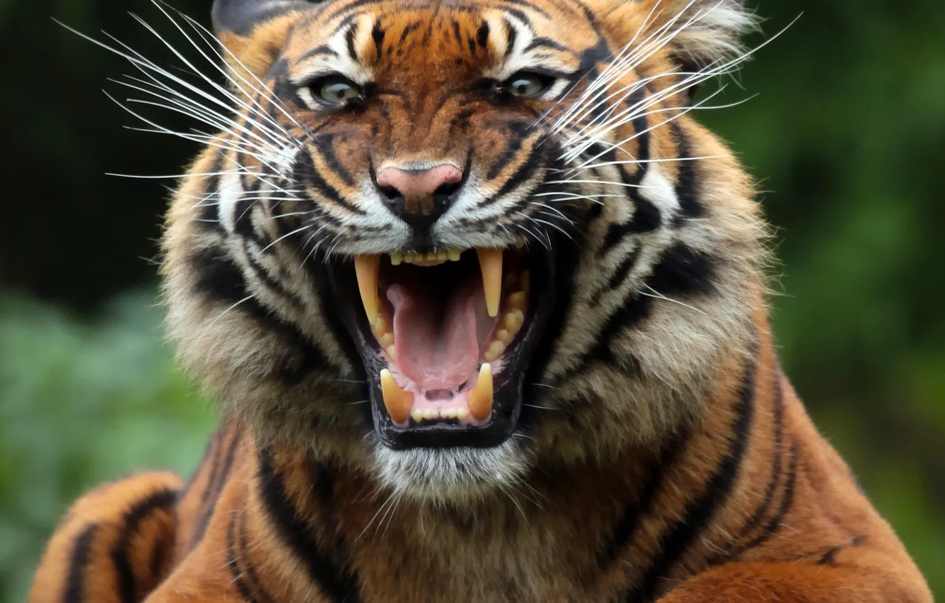 Photo wallpaper face, tiger, predator, mouth, fangs, grin, wild cat