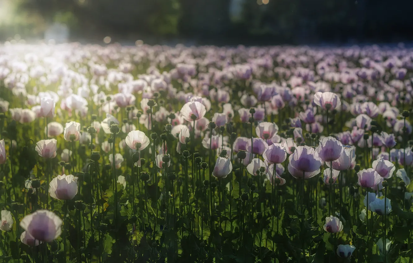 Photo wallpaper field, light, flowers, Maki, meadow, pink, blur, a lot