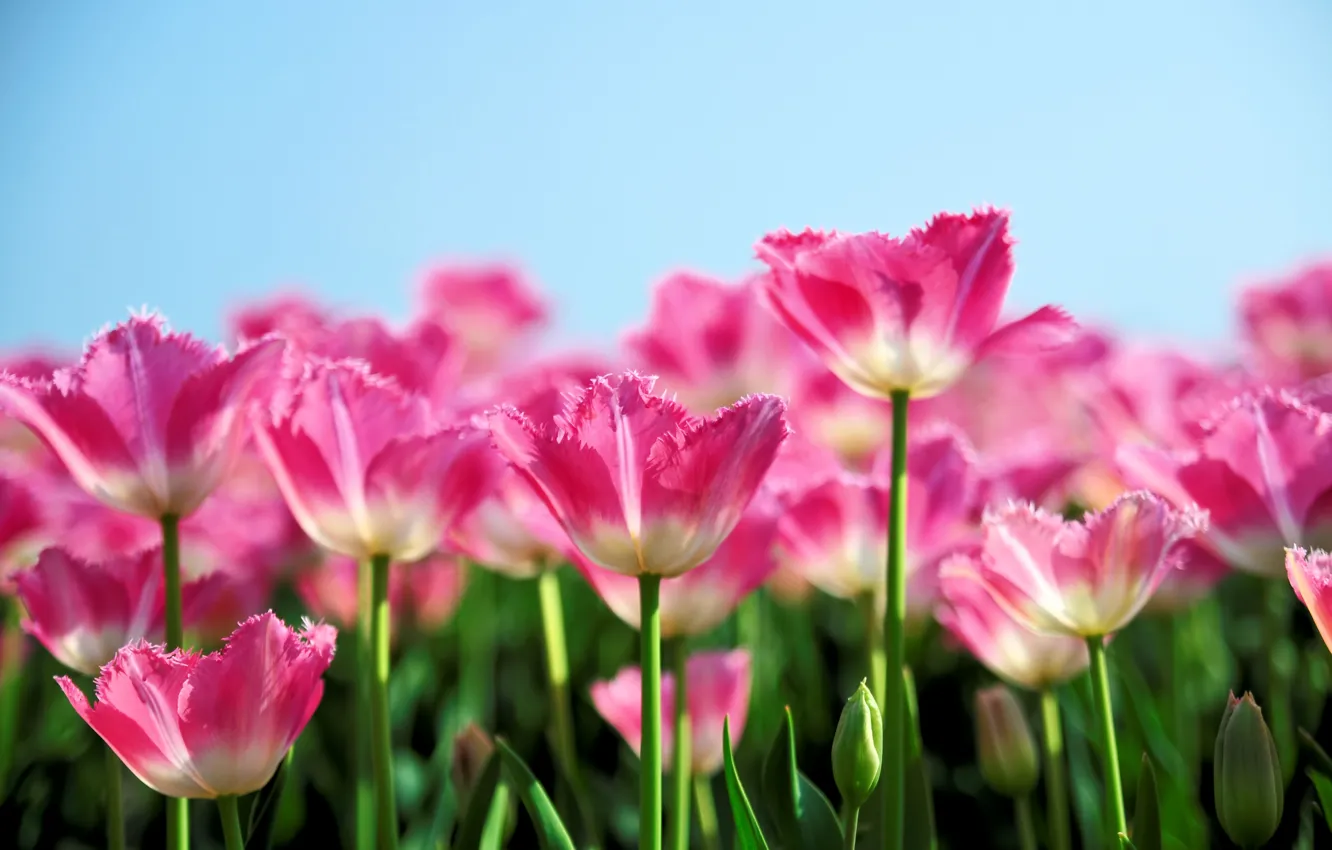 Photo wallpaper pink, spring, tulips