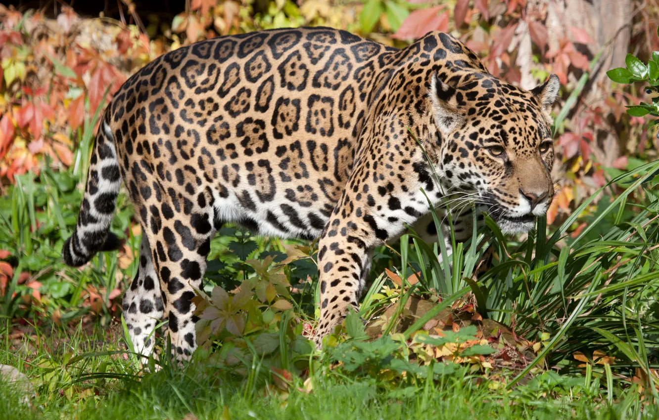 Photo wallpaper cat, grass, Jaguar