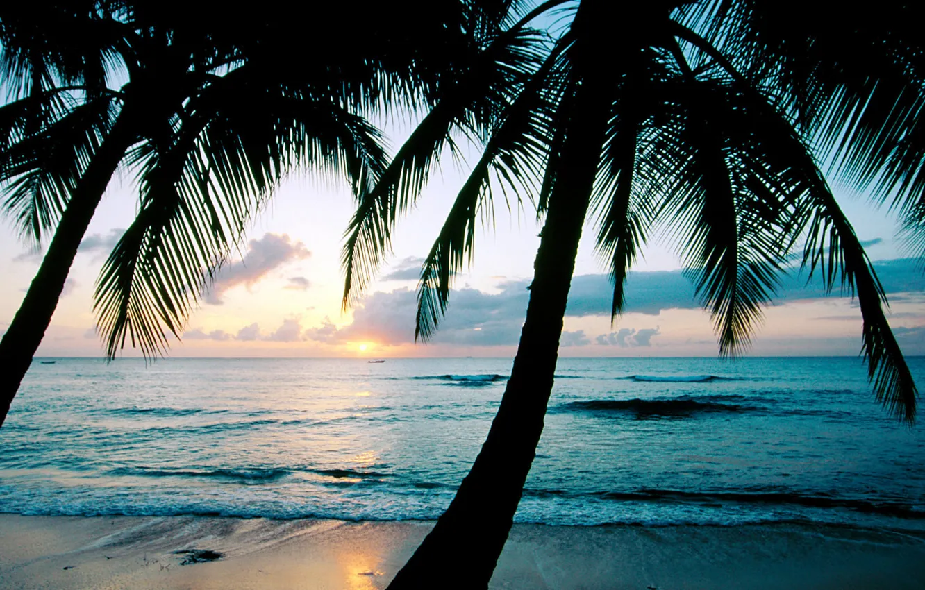 Photo wallpaper sunset, palm trees, the ocean, Barbados, Caribbean, West Indies, king\'s Beach, the island of Barbados