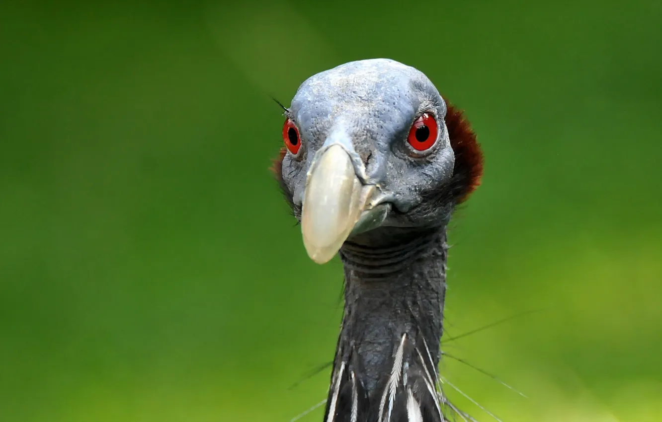 Photo wallpaper background, bird, Loggerhead fowl