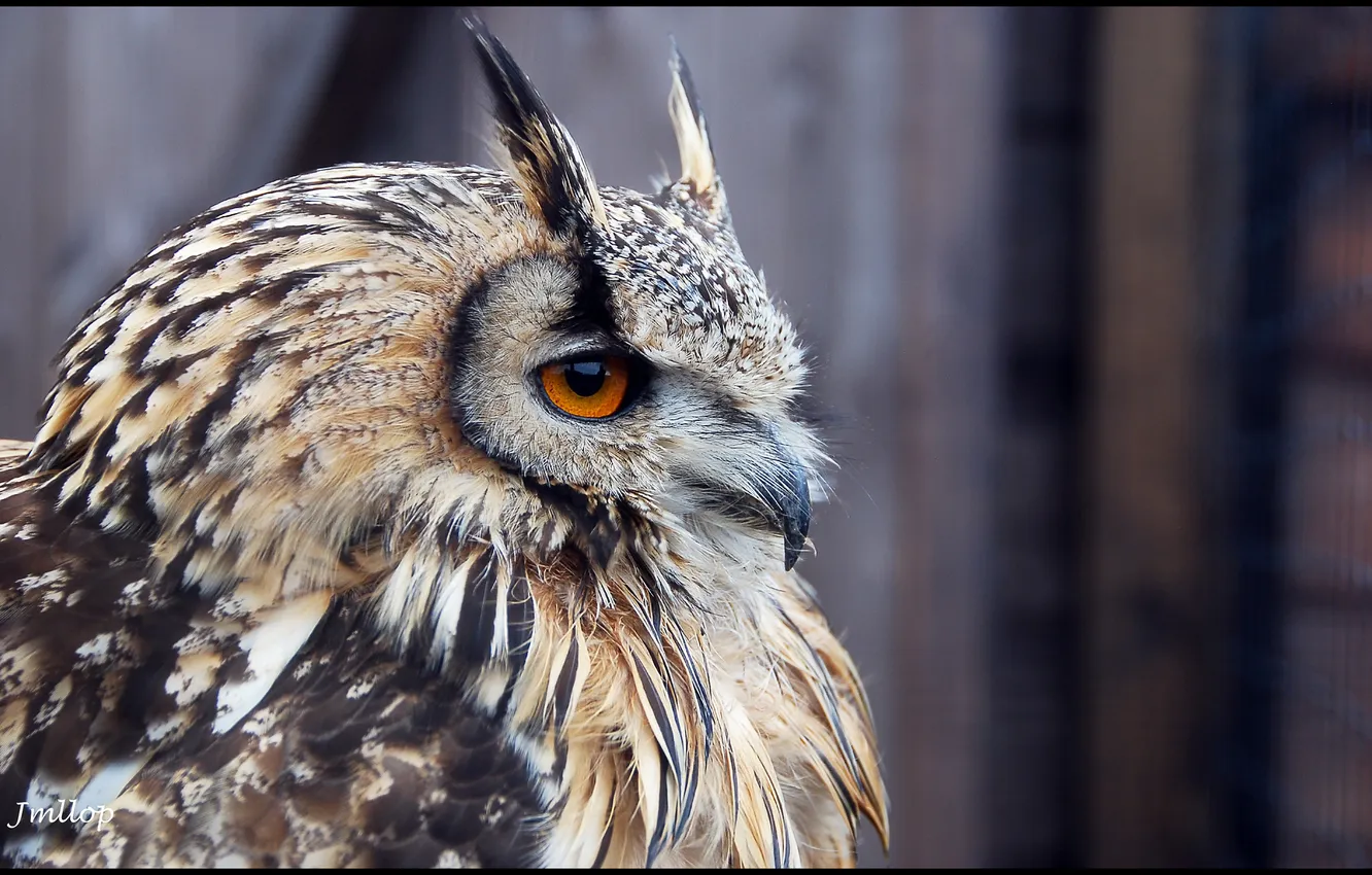Photo wallpaper owl, bird, profile, Horny