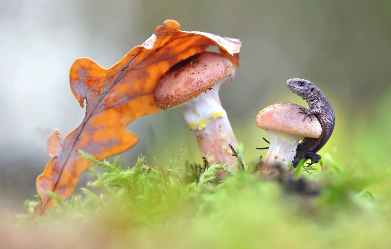 Photo wallpaper mushrooms, leaf, lizard, mushrooms