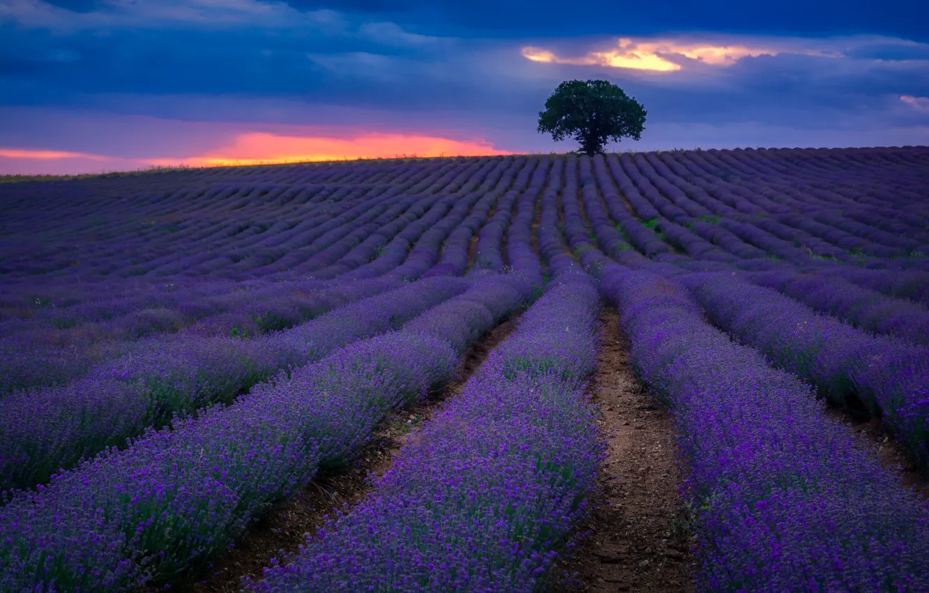 Photo wallpaper field, summer, the sky, clouds, trees, sunset, flowers, hills